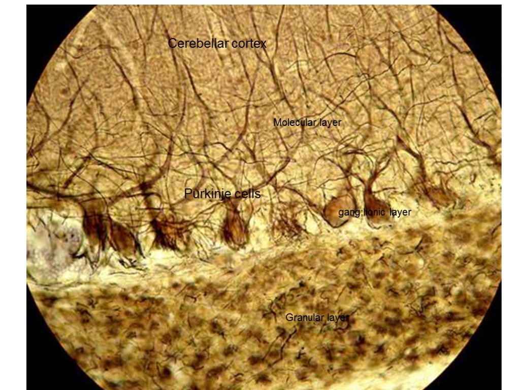 Cerebellar cortex Molecular layer gang;lionic layer Granular layer Purkinje cells